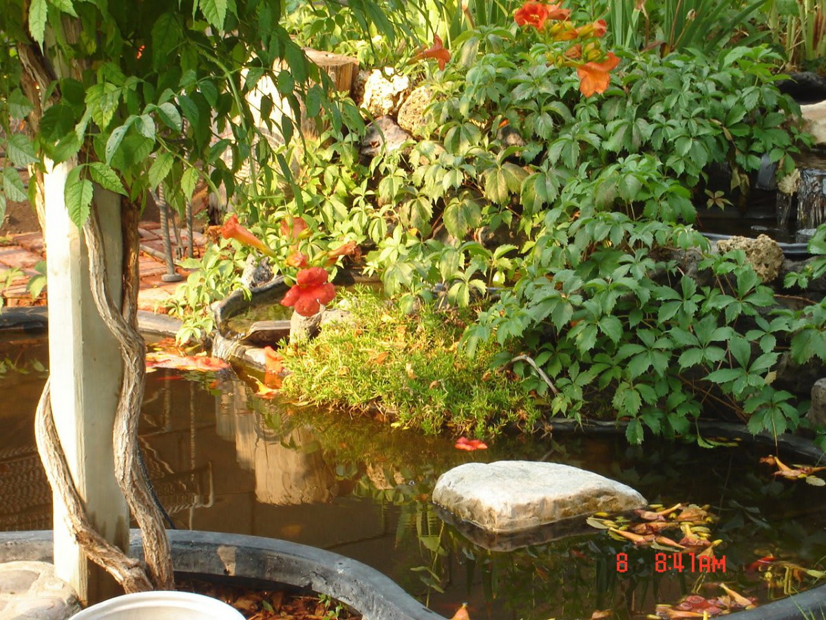 A serene garden pond surrounded by lush greenery and vibrant flowers.