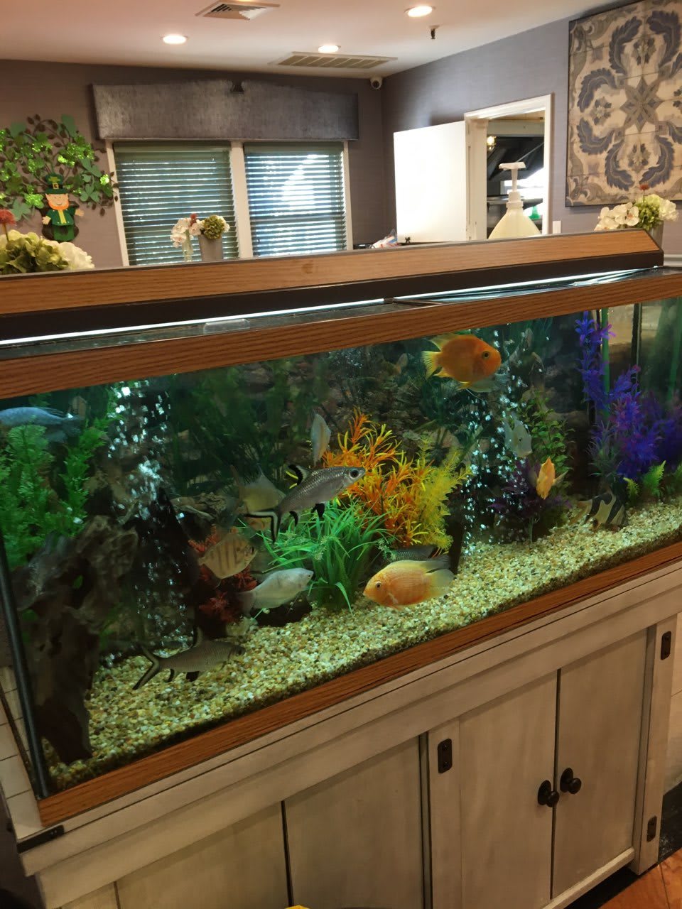 A beautifully decorated aquarium with colorful fish and lush aquatic plants.