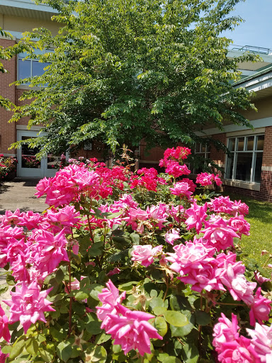 A vibrant display of pink flowers in a sunny garden.