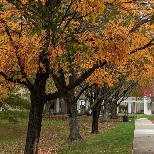 A scenic view of trees with vibrant fall colors lining a quiet sidewalk.