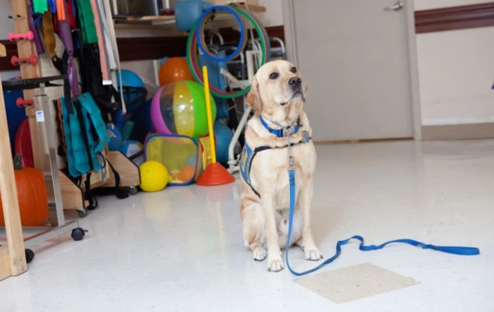 A Labrador Retriever service dog sits attentively on a leash in a room filled with exercise equipment.
