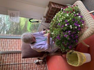 An elderly person tends to a lush flowering plant indoors, showcasing a peaceful gardening activity.