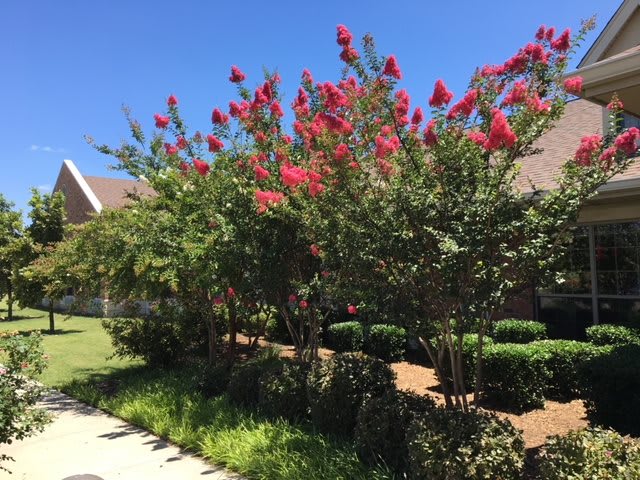 Vibrant crepe myrtles in full bloom on a sunny day, enhancing the landscape.