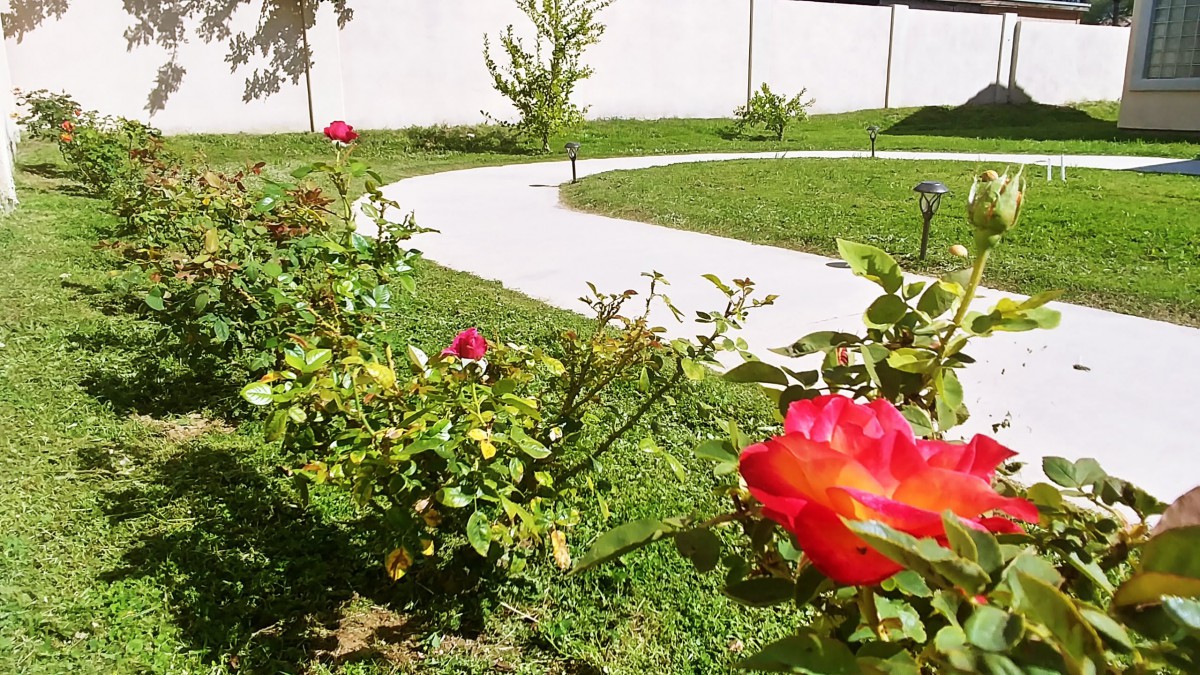 A vibrant garden with blooming roses lining a curved pathway.