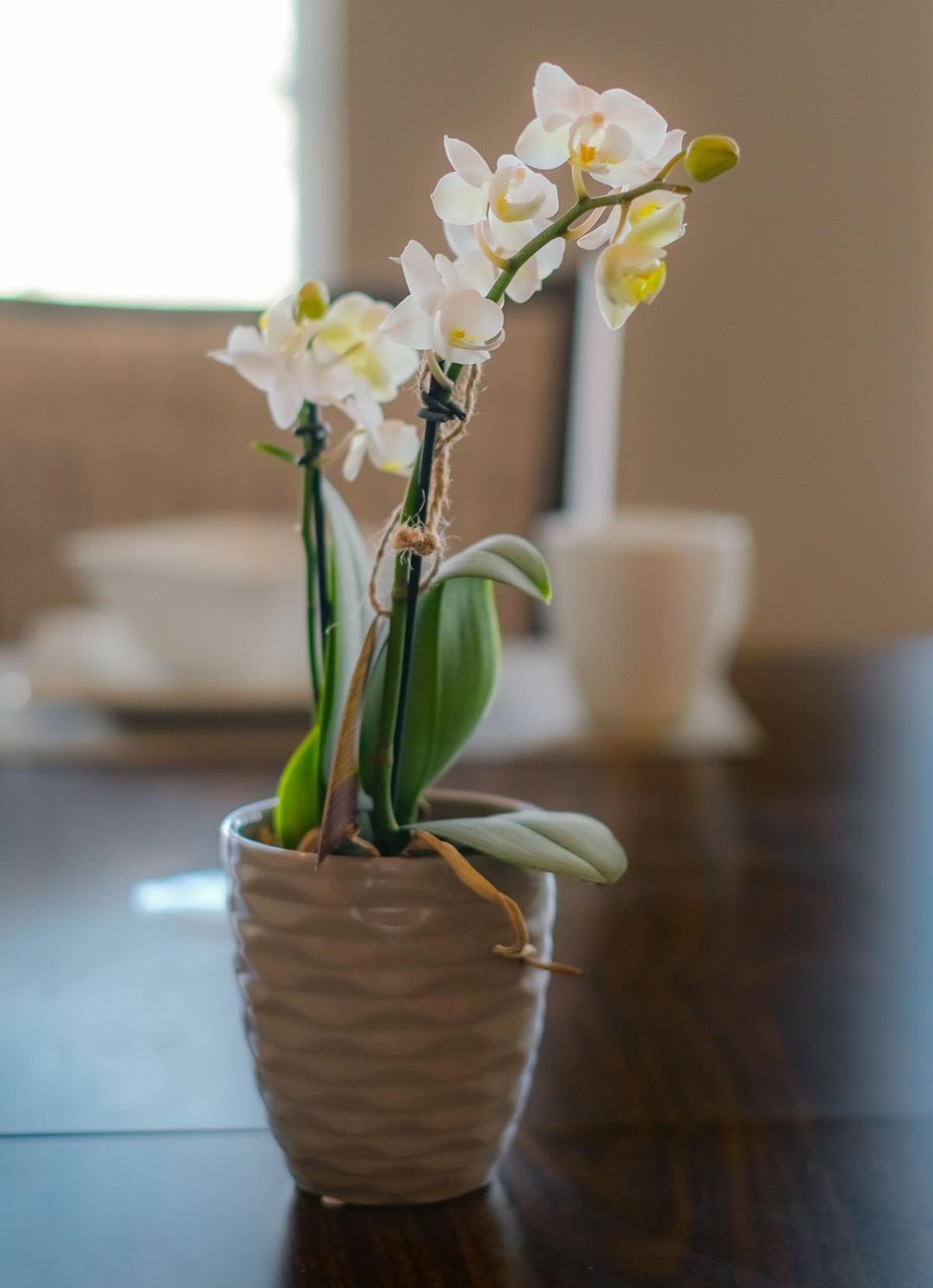 A potted orchid with white flowers sitting on a wooden table.