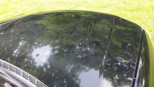 The shiny hood of a car reflecting the surrounding trees and grass.