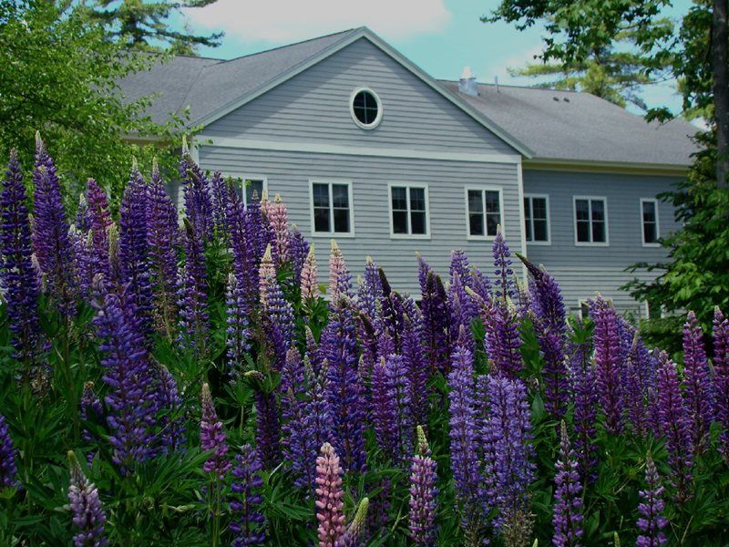 Dirigo Pines