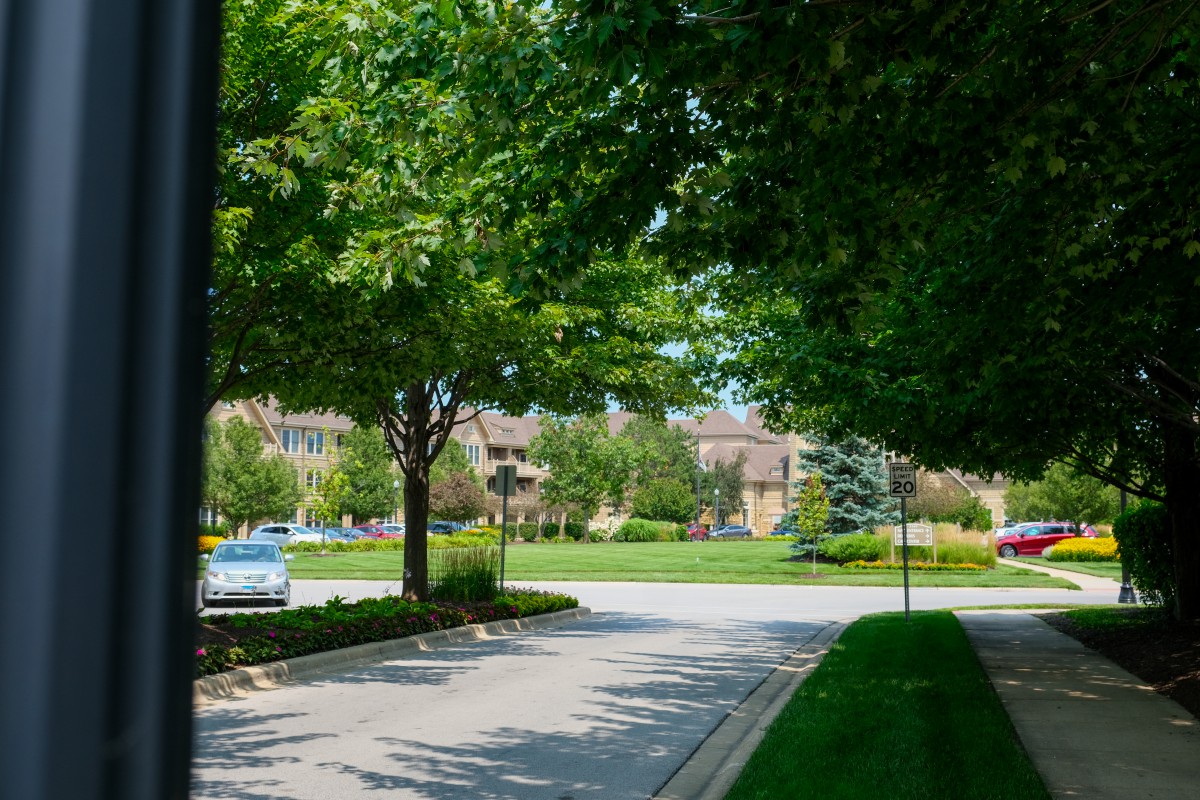 A quiet suburban street lined with trees and greenery.