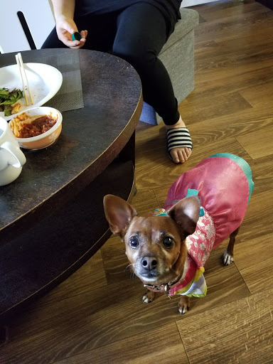 A small dog in a colorful coat curiously gazes at the food on the table.