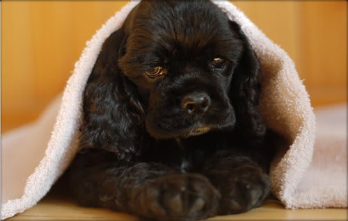 A cute black puppy snuggled under a blanket.