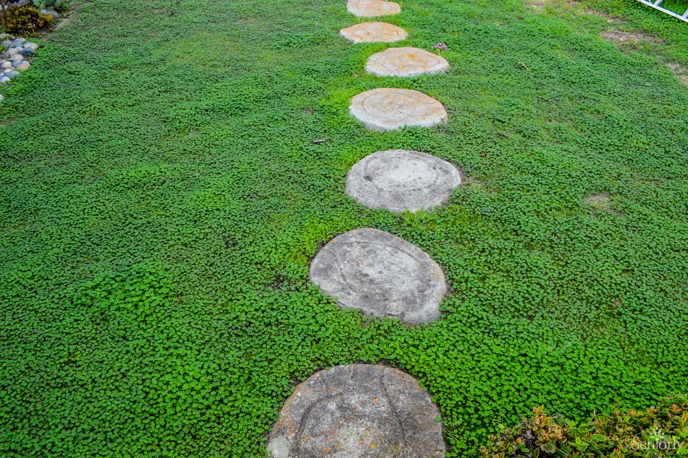 A stone pathway leads through a lush green garden.
