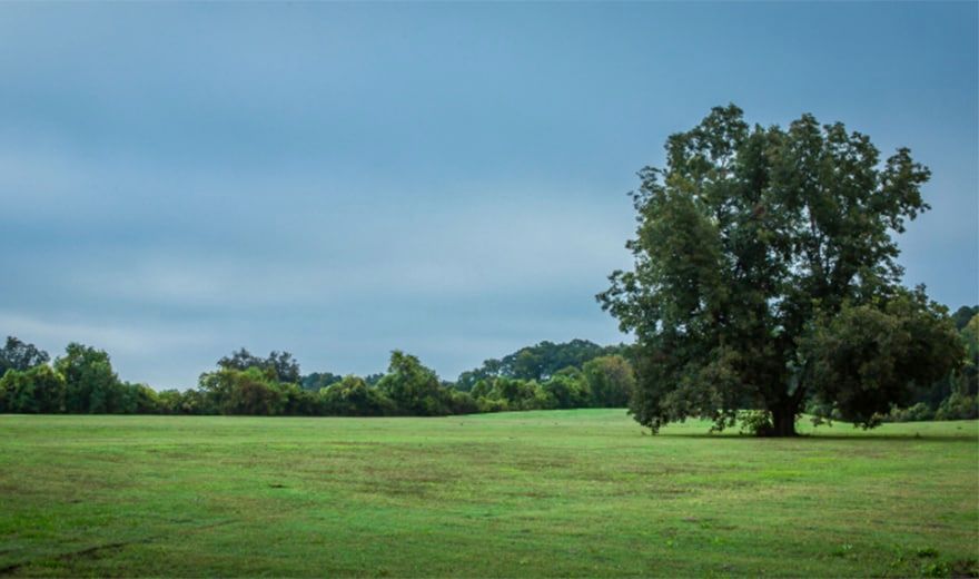 A serene landscape with a vast green field, scattered trees, and an overcast sky.