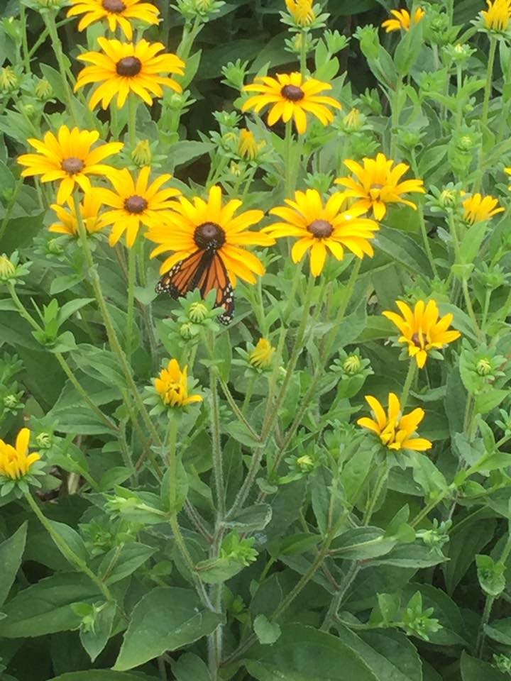 A vibrant butterfly perched on yellow flowers in a lush garden.