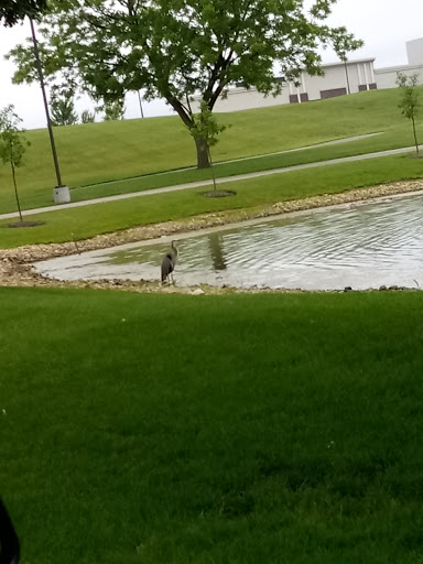 A bird wading near the edge of a pond in a park.