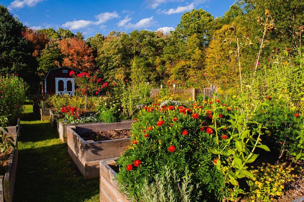 A vibrant garden with raised beds, surrounded by colorful autumn foliage.
