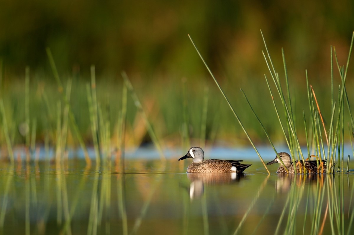 A pair of ducks glide through a tranquil pond surrounded by tall grasses.