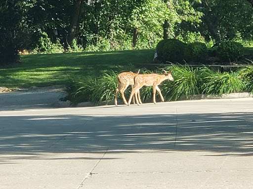 Two deer gracefully moving through a green landscape.