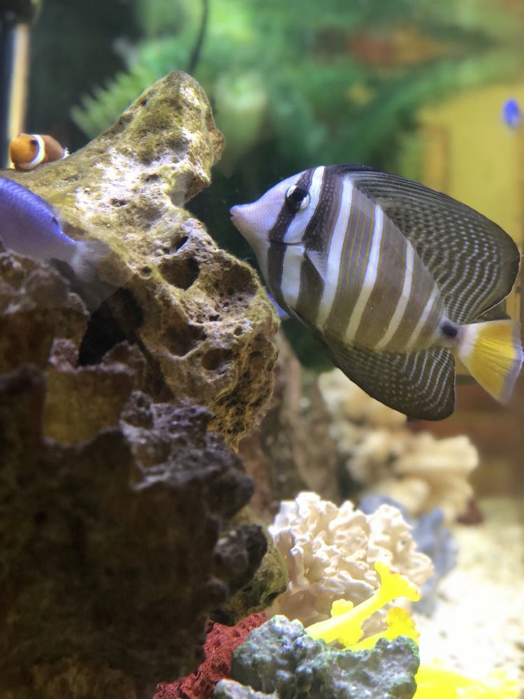 A vibrant aquarium scene featuring a striped fish swimming near coral.