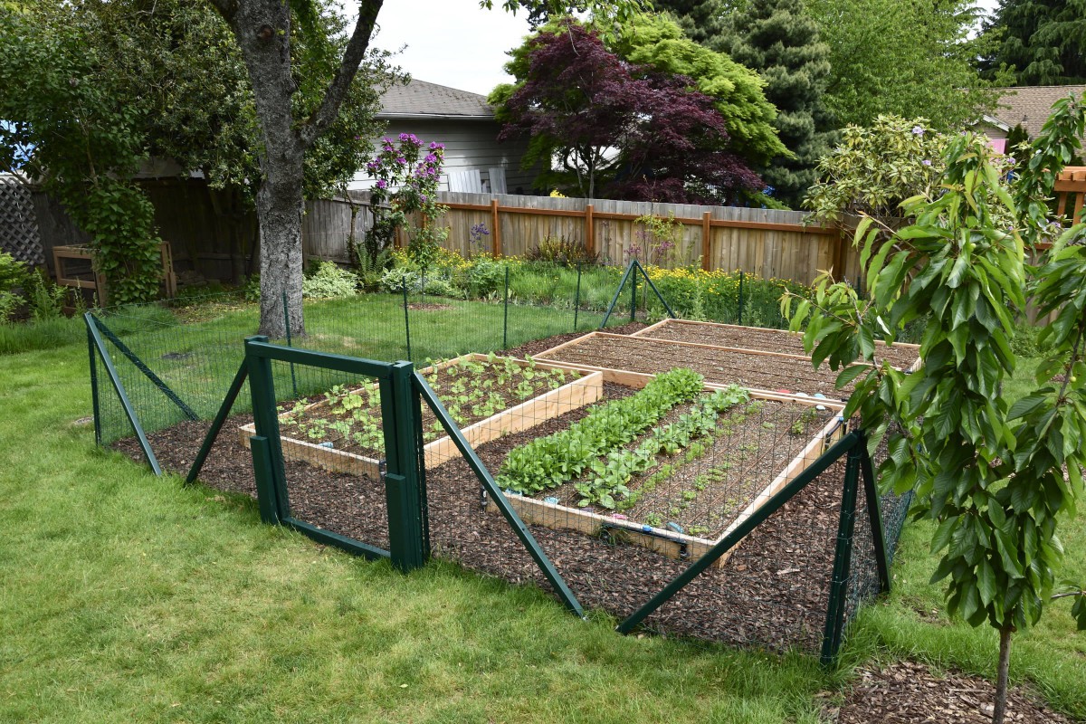A well-maintained vegetable garden with raised beds and fencing in a backyard setting.