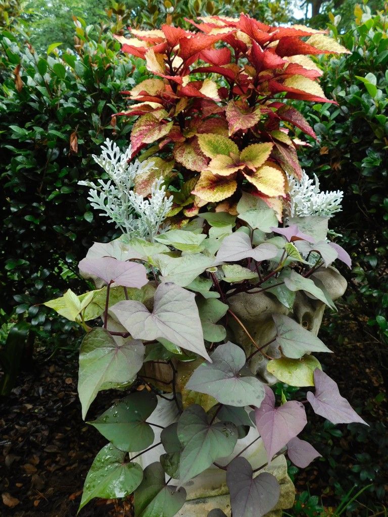 A vibrant arrangement of variegated foliage in a garden setting.
