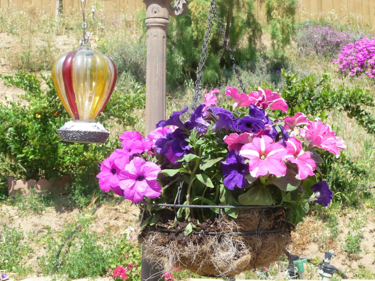 A hanging basket filled with vibrant pink and purple petunias in a garden setting.