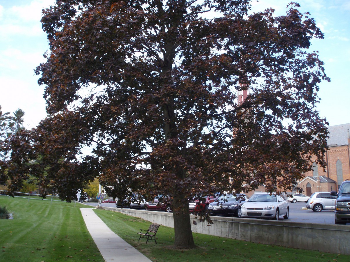 Marian Place