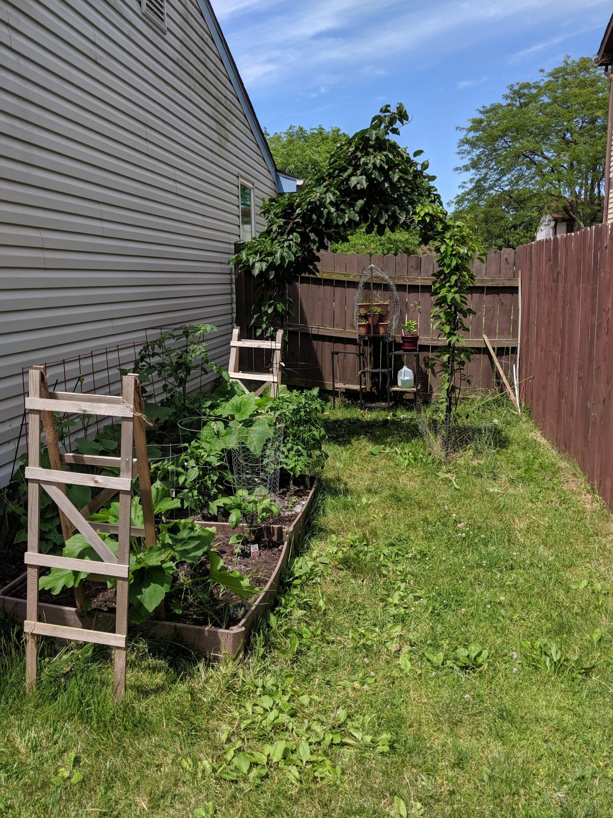 A backyard garden with vegetable plants growing on trellises next to a wooden fence.