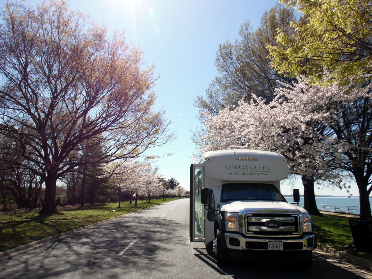 A bus parked on a scenic road lined with blossoming trees under a clear spring sky.