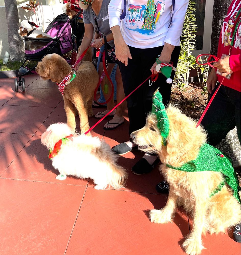 Dogs dressed in costumes enjoying a sunny day outdoors.