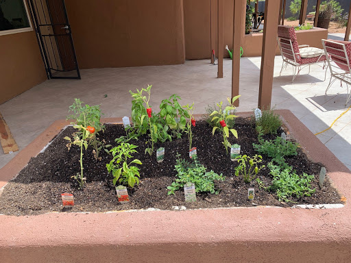 A vibrant home garden showcasing a variety of herbs and vegetables thriving in a planter.