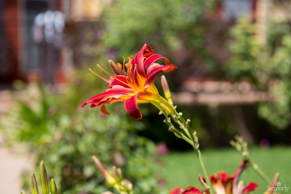 A vibrant red lily blooming in a garden.