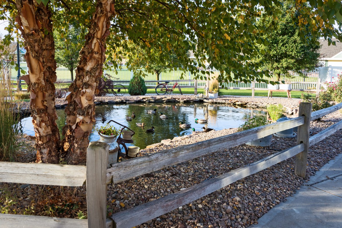 A serene pond surrounded by trees and a wooden fence, with ducks swimming under the shade.