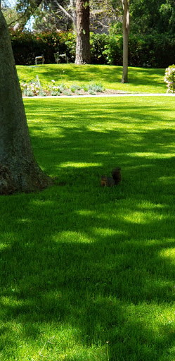 A peaceful scene featuring vibrant green grass and the shadow of a tree.