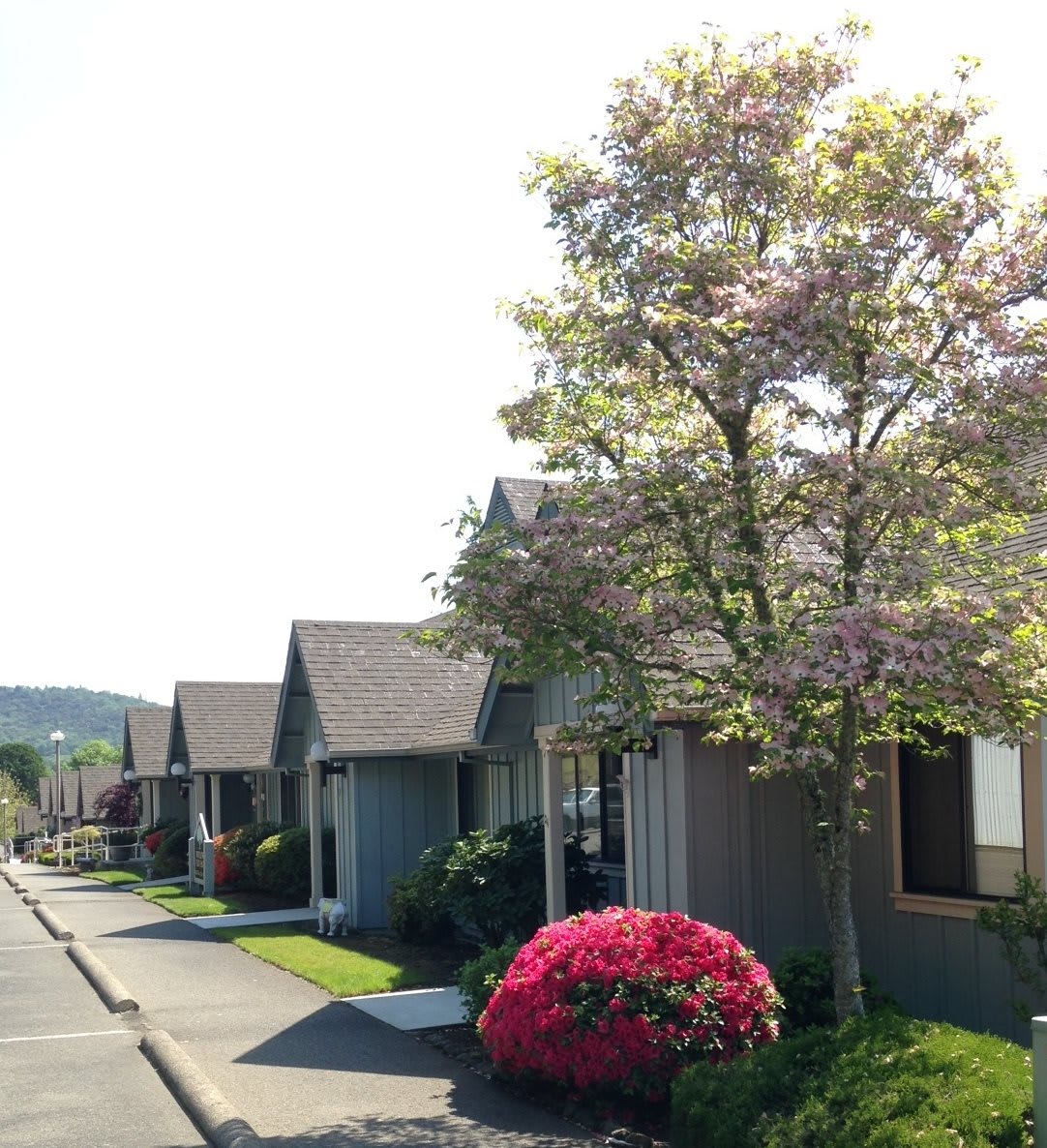 A quiet suburban street lined with houses, trees, and flowering plants.