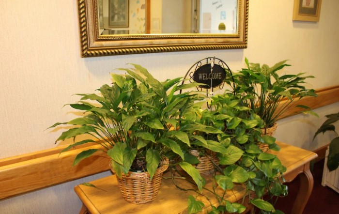 A collection of lush green indoor plants in woven baskets, placed on a wooden surface beneath a decorative mirror.