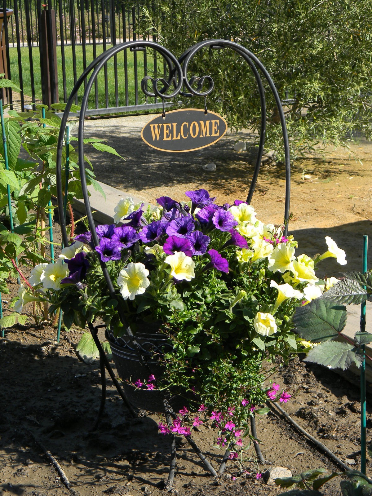 A vibrant arrangement of purple and yellow petunias greets visitors with a welcome sign in a garden.