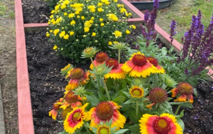 A vibrant garden with colorful flowers in bloom, showcasing yellow and red blossoms surrounded by lush greenery.