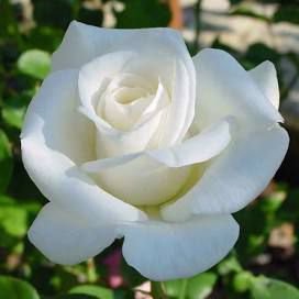 A close-up of a beautiful white rose in full bloom.
