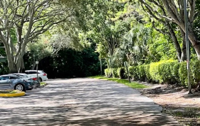 A quiet road lined with lush trees and greenery on a sunny day.