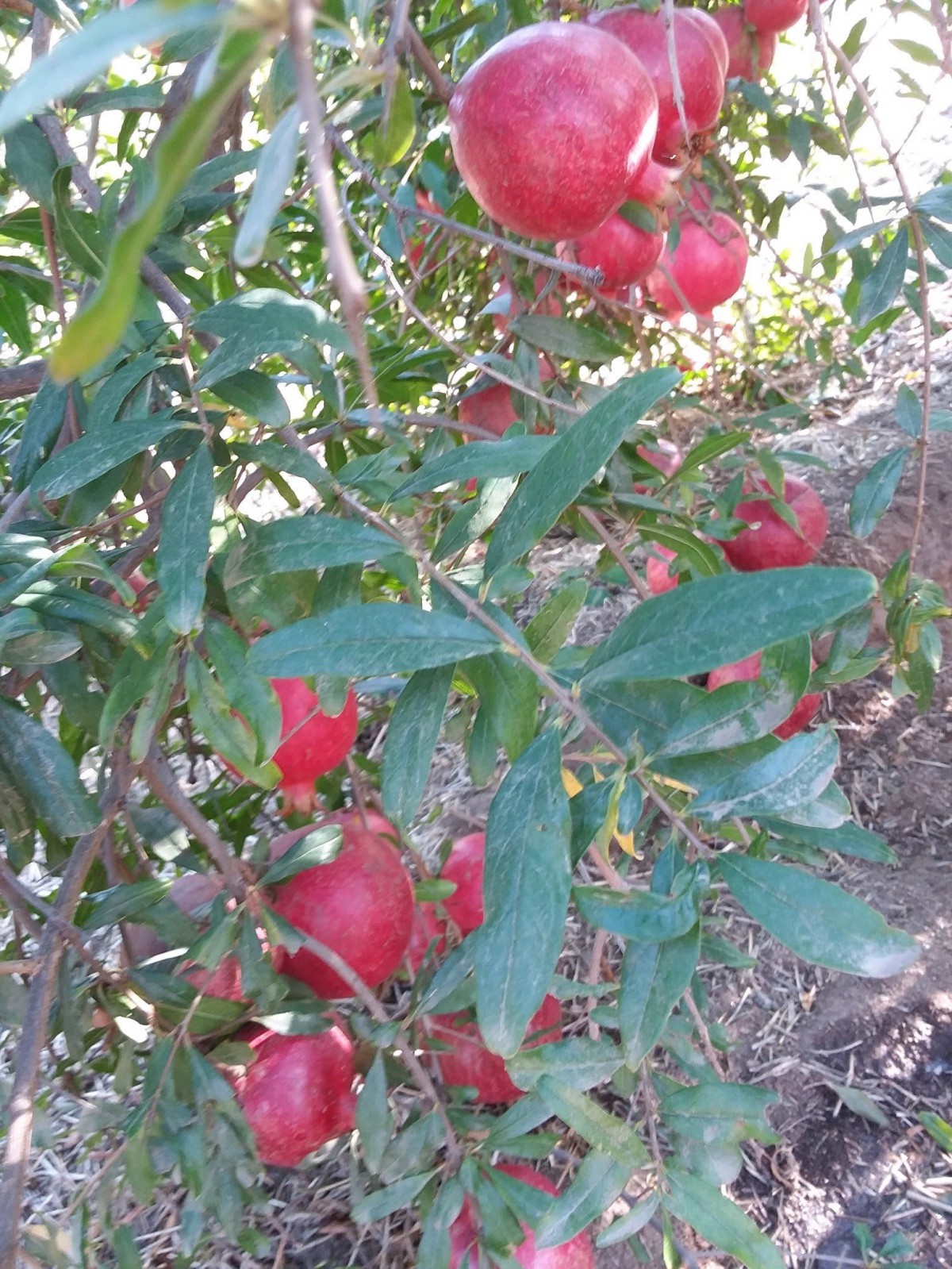 A pomegranate tree with ripe red fruits and green leaves.