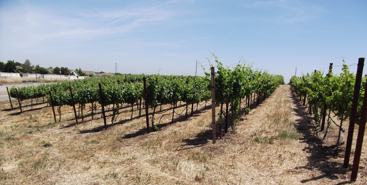 A vineyard with rows of grapevines under a clear blue sky.