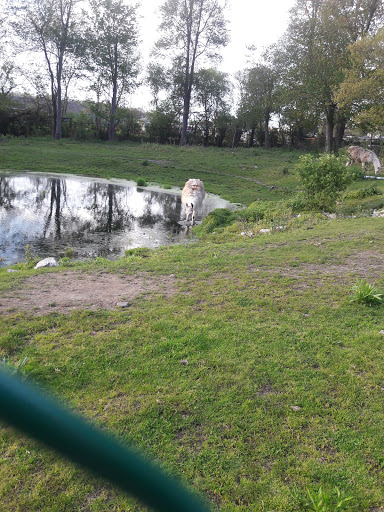 A cow stands near a tranquil pond, surrounded by green grass and trees.