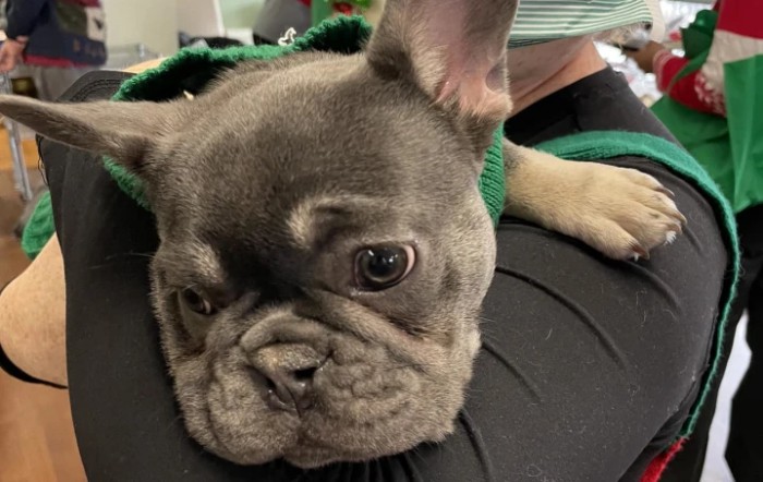 A cute French Bulldog puppy resting its head, looking adorable.