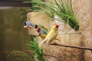 Colorful birds perched on a branch in an aviary setting.