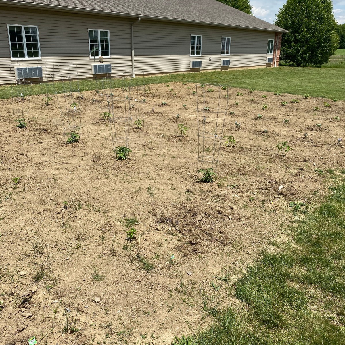 A garden area with young plants in front of a building.