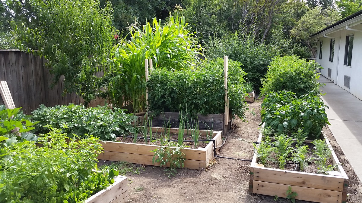 A flourishing vegetable garden with raised beds and lush green plants.