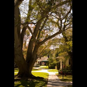A large tree casts shadows on a sidewalk leading up to a house, bathed in sunlight.