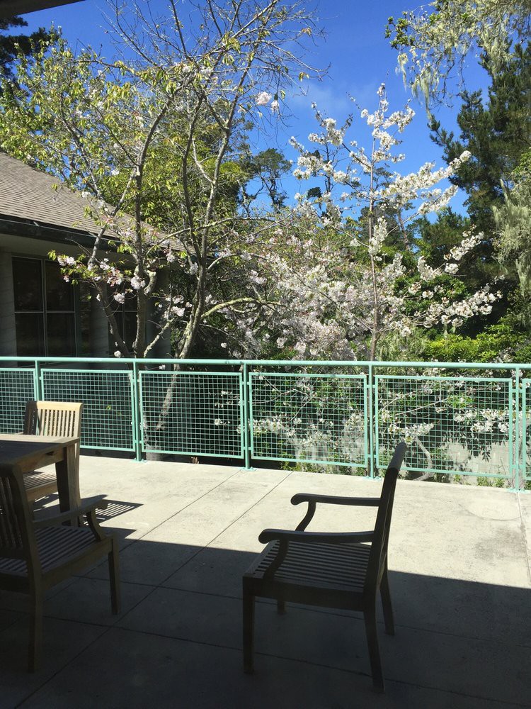 A sunny patio with outdoor furniture and blossoming cherry trees.