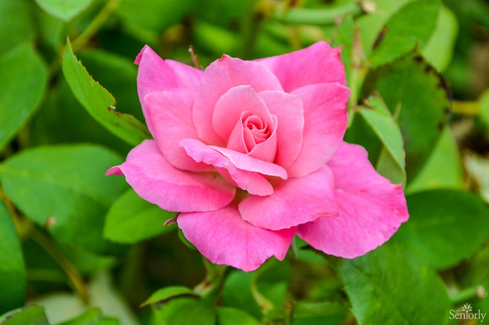 A vibrant pink rose in full bloom amidst lush green leaves.