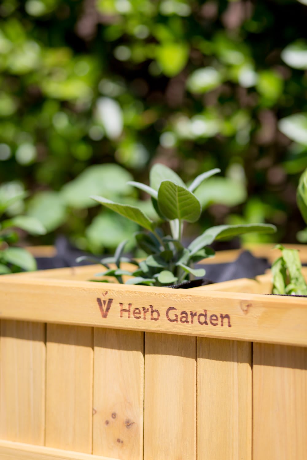 A close-up of a wooden herb garden planter with green plants.